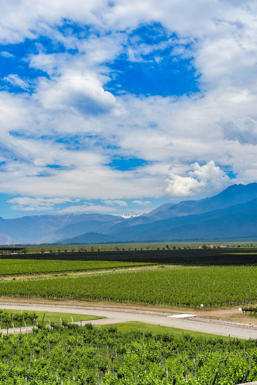 Viñedos en Valle de Uco Mendoza safford